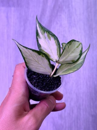 Hoya polyneura inner variegata