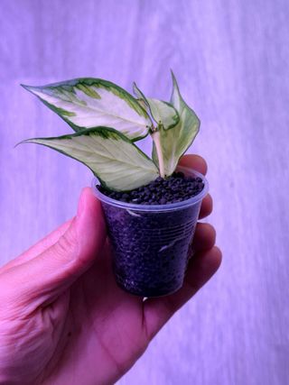 Hoya polyneura inner variegata