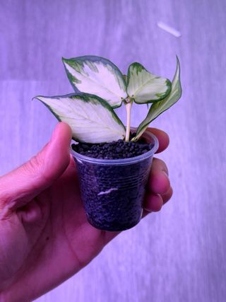 Hoya polyneura inner variegata