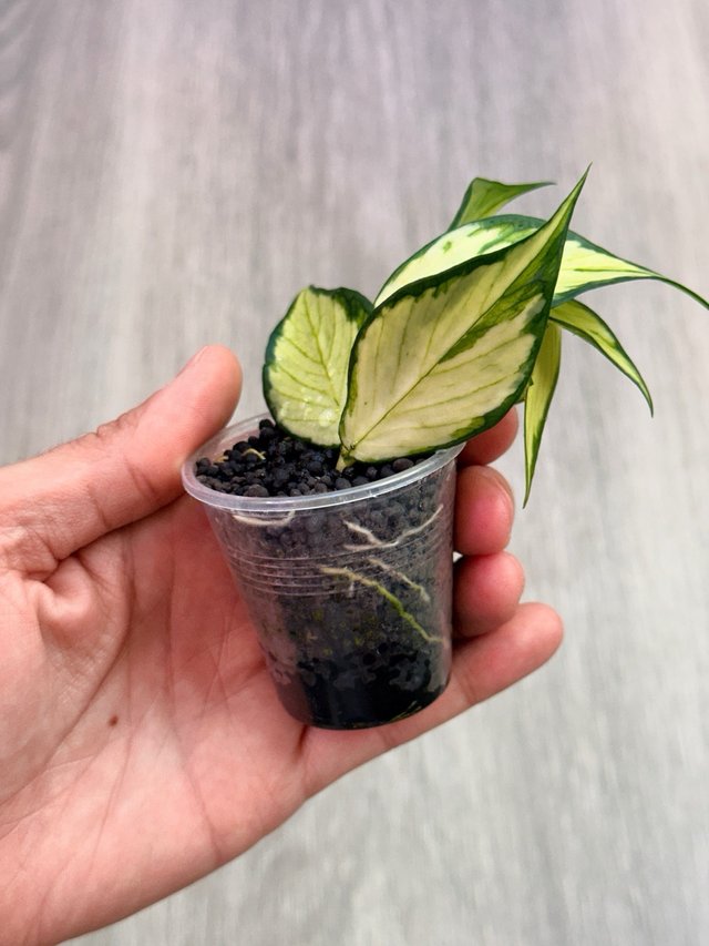 Hoya polyneura inner variegata