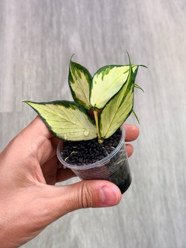 Hoya polyneura inner variegata