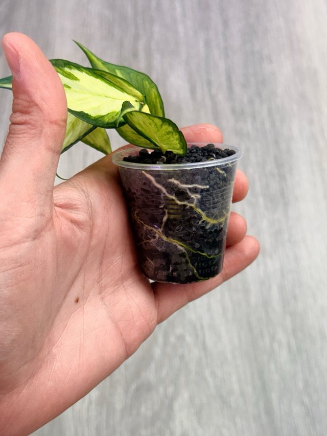 Hoya polyneura inner variegata