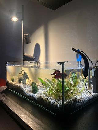 Acquario / Tartarughiera