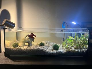 Acquario / Tartarughiera