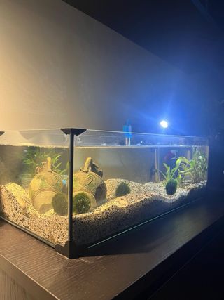 Acquario / Tartarughiera