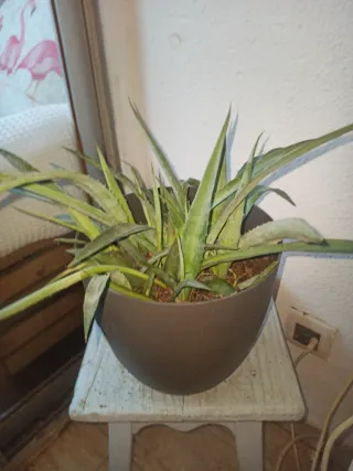 Confezione di 2 Vasi da Balcone per Esterno