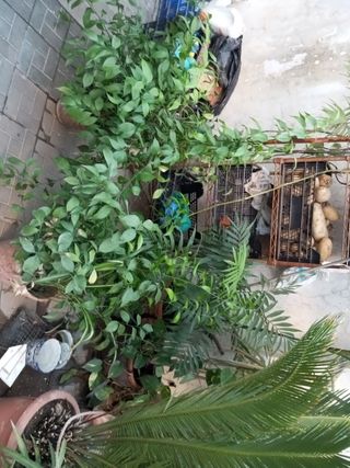 Palmera Sago en Maceta