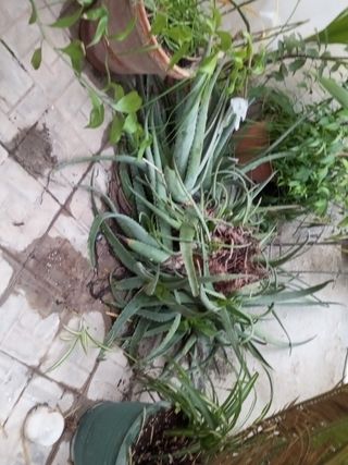 Palmera Sago en Maceta