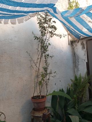 Palmera Sago en Maceta