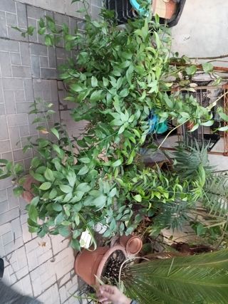 Plantas de interior
