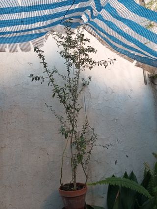 Planta de olivo en maceta