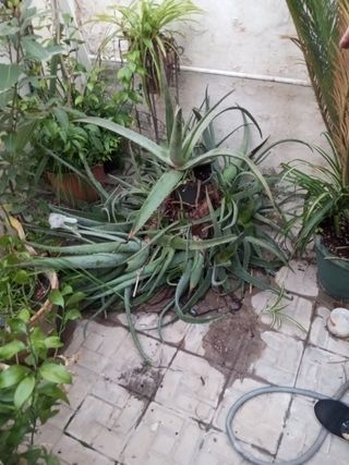 Aloe Vera - Planta Grande