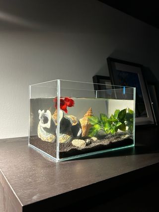 Acquario in vetro temperato