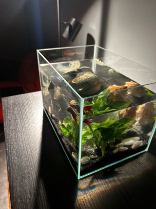 Acquario in vetro temperato