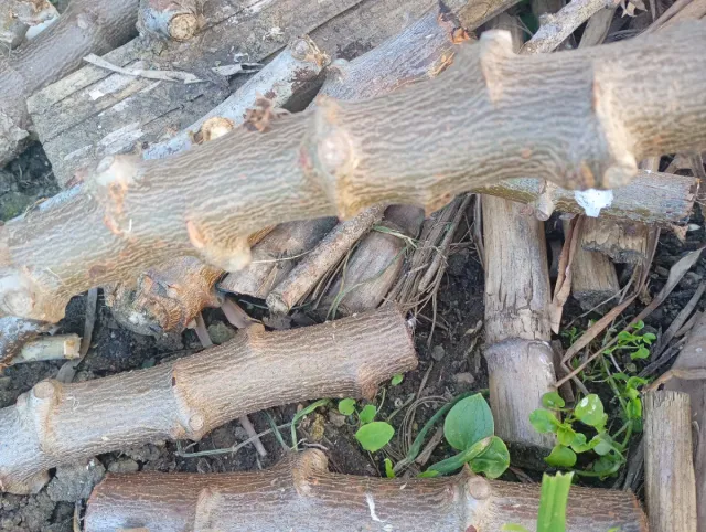 Rama de yuca para sembrar,son 10 ramas