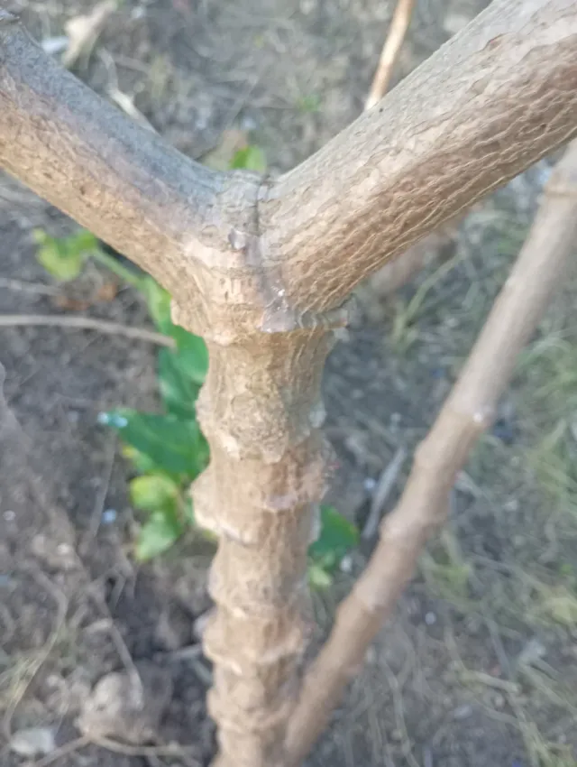 Rama de yuca para sembrar,son 10 ramas