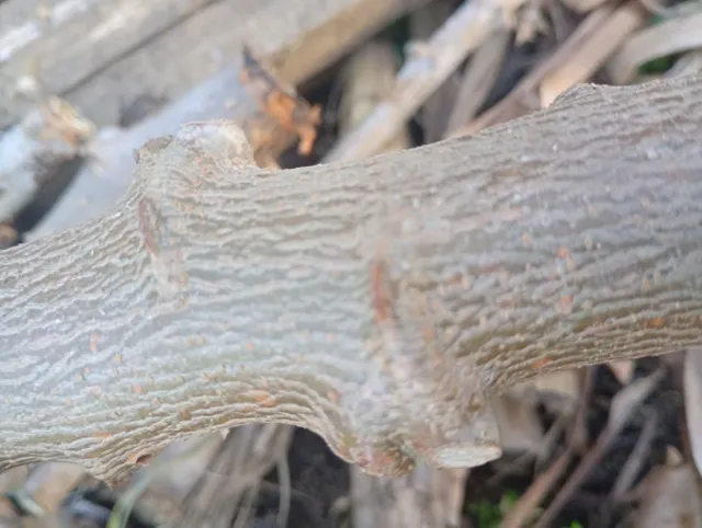 Rama de yuca para sembrar,son 10 ramas