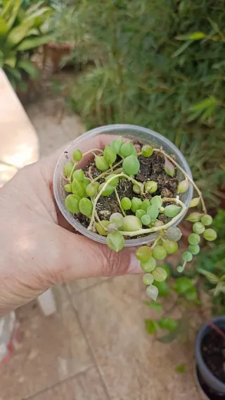 Pianta del Rosario Senecio