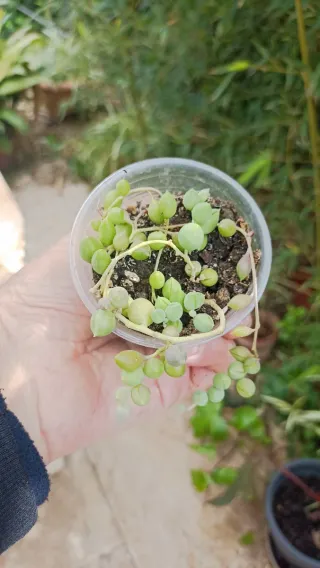 Pianta del Rosario Senecio