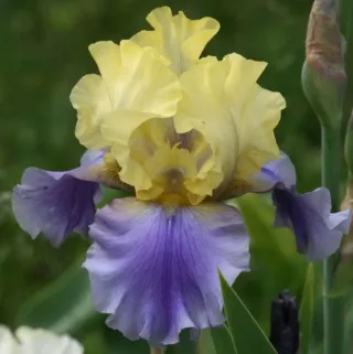 Iris Edith Wolford - rizoma vivo