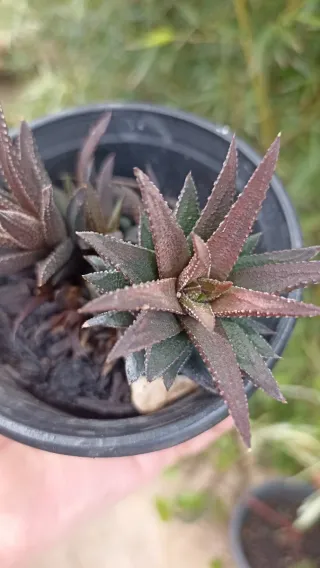 Haworthia venosa subsp. tessellata