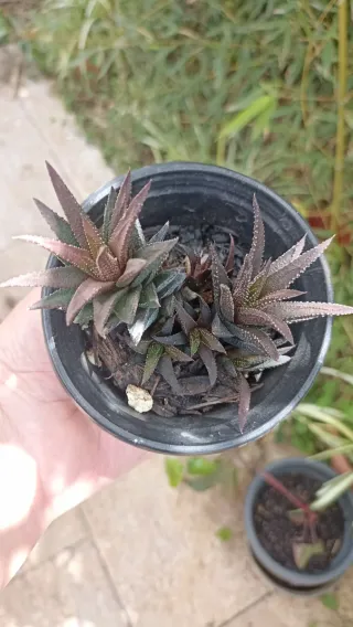 Haworthia venosa subsp. tessellata