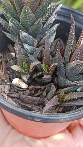 Haworthia venosa subsp. tessellata