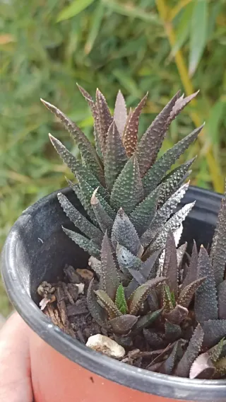 Haworthia venosa subsp. tessellata