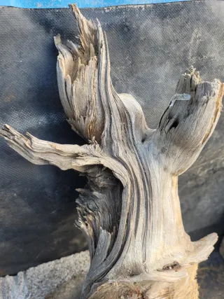 Tanuki para bonsái o terrario