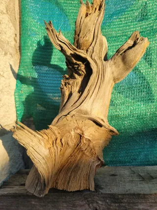 Tanuki para bonsái o terrario