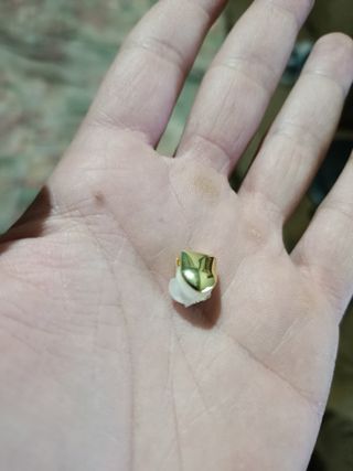 Diente de oro simulado nuevo