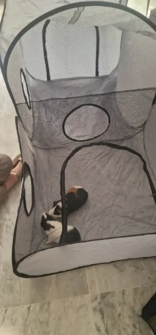 Tenda per animali domestici con tunnel
