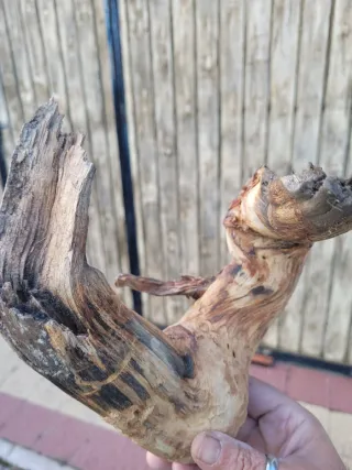 Tanuki para bonsái o terrario