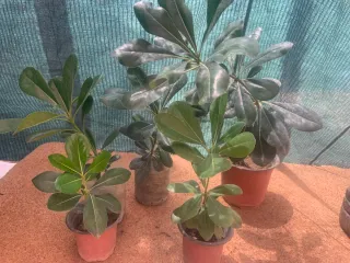 2 Plantas Pittosporum tobira