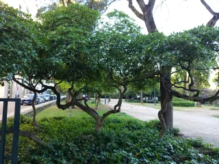 2 Plantas Pittosporum tobira