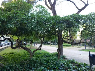 2 Plantas Pittosporum tobira