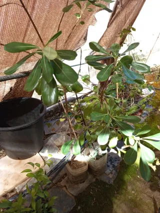 2 Plantas Pittosporum tobira