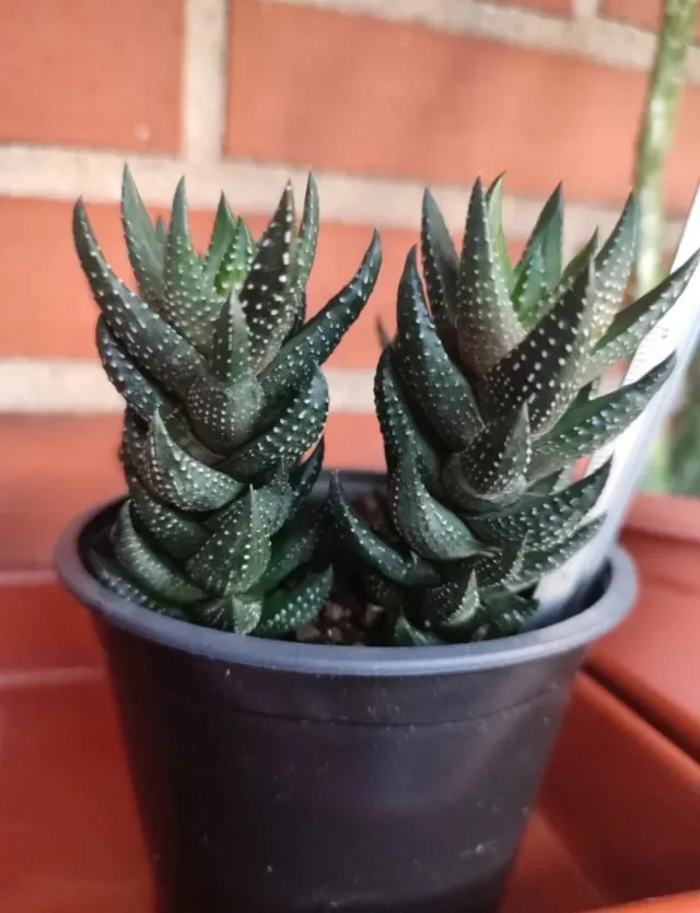 Haworthia Coarctata