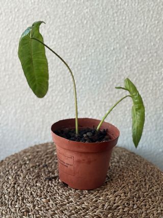 Philodendron Paraiso Verde N3