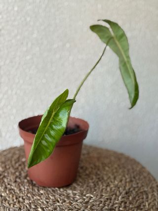 Philodendron Paraiso Verde N3