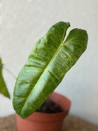 Philodendron Paraiso Verde N3