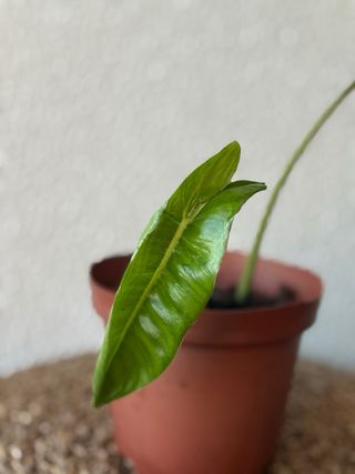 Philodendron Paraiso Verde N3