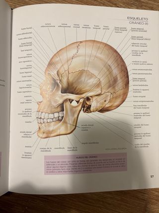 Atlas ilustrado de anatomía (Spanish Edition)