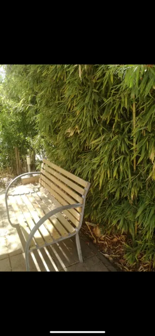 Planta de Bambú Amarillo