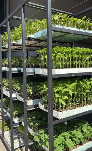 Plantones de Pimiento Dulce