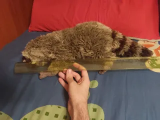 Procione peluche "Orsetto lavatore"