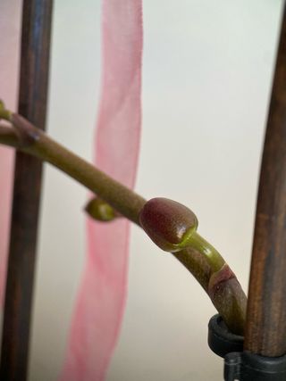 Objetivo Macro Ulanzi para Fotos