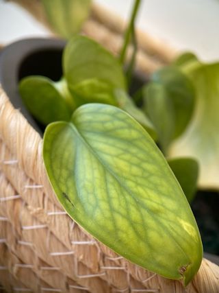 Objetivo Macro Ulanzi para Fotos