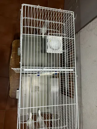 Jaula doble para pájaros