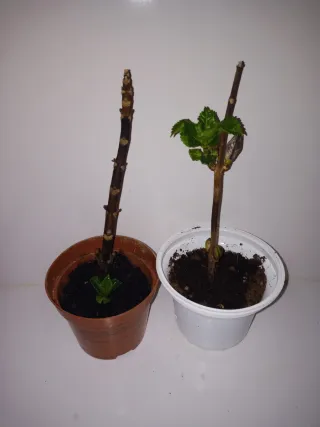 Pack Hortensias para Mari